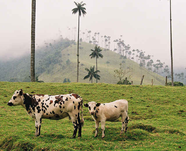 Cocora Cows