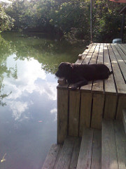 "Bear" the dog at Rio Dulce