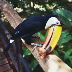 Iguazu Tucan