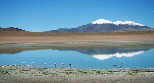 Flamingos and Uturuncu