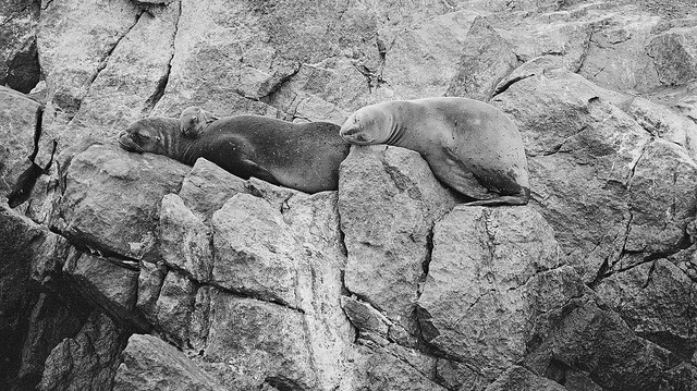 Sea Lions