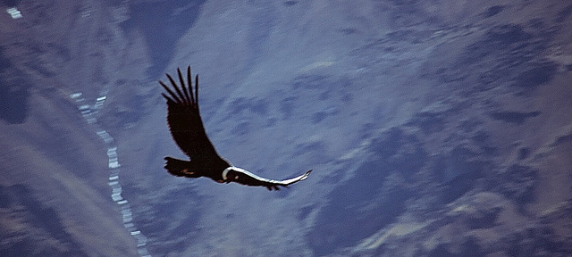 Colca Condor