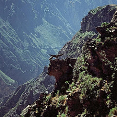 Colca Condor Family