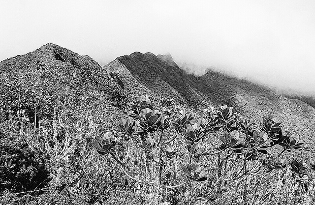 Parque Nacional Podocarpus